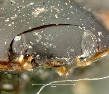 Media type: image;   Entomology 6706 Aspect: head frontal view